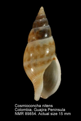 Cosmioconcha nitens.jpg - Cosmioconcha nitens (C.B.Adams,1850)
